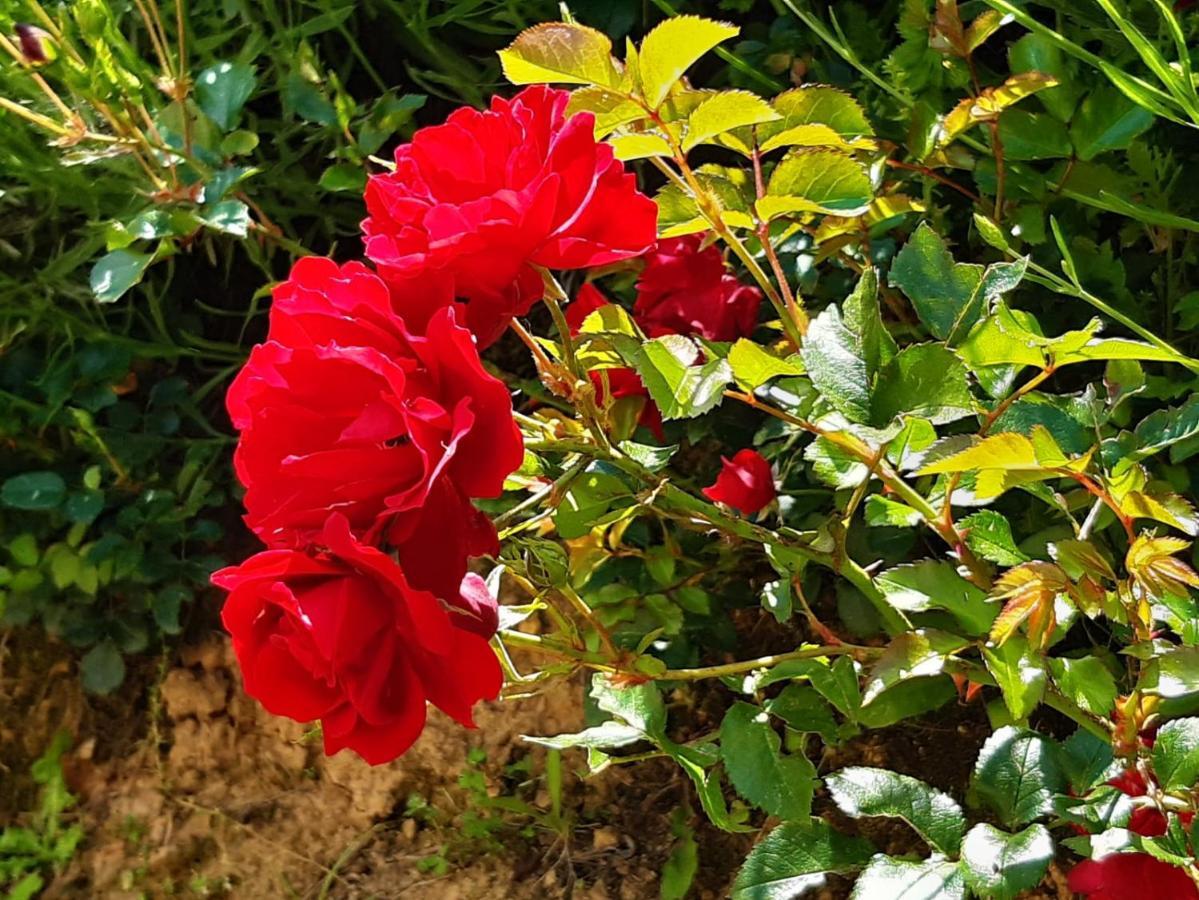 Agriturismo Fonteregia 蒙特卡蒂尼泰尔梅 外观 照片
